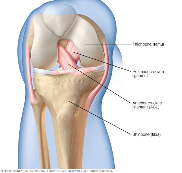  Cruciate ligaments of the Knee