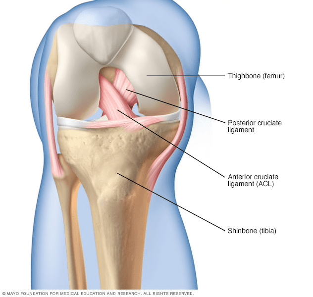 Cruciate ligaments of the Knee